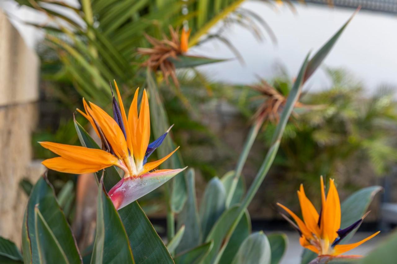 Medano4You The Strelitzia Terrace El Médano Exterior foto